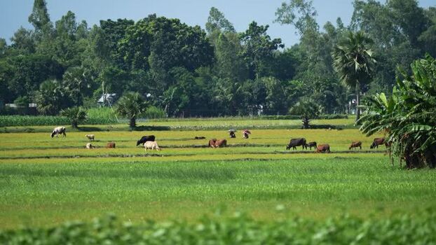 View of cows grazing in lush green fields with farmers Bangladesh. View of cows grazing in lush green fields with farmers Bangladesh.