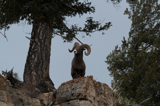 View of a bighorn sheep with large curved horns standing on a rocky outcrop beneath a pine tree in Yellowstone National Park United States. View of a bighorn sheep with large curved horns standing on a rocky outcrop beneath a pine tree in Yellowstone National Park United States.