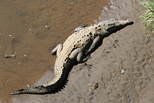 View of a huge crocodile basking on the muddy riverbank under the sun its scales shimmering a moment of raw nature Quepos Puntarenas Province Costa Rica.