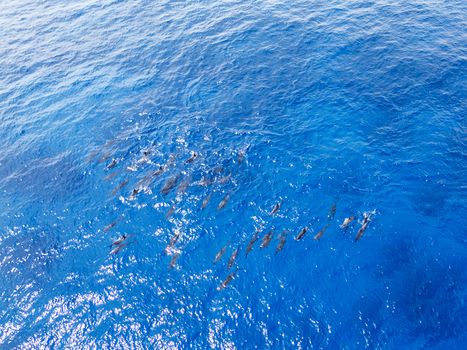 Aerial view of a large pod of dolphins swimming through deep blue ocean water with sunlight reflecting on the surface Kawaihae Hawaii United States.