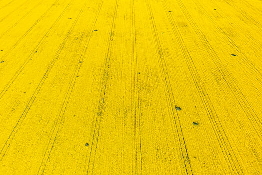 Aerial view of a vast yellow rapeseed field with parallel tractor tracks in the agricultural landscape of Ploiesti Prahova Romania. Aerial view of a vast yellow rapeseed field with parallel tractor tracks in the agricultural landscape of Ploiesti Prahova Romania.