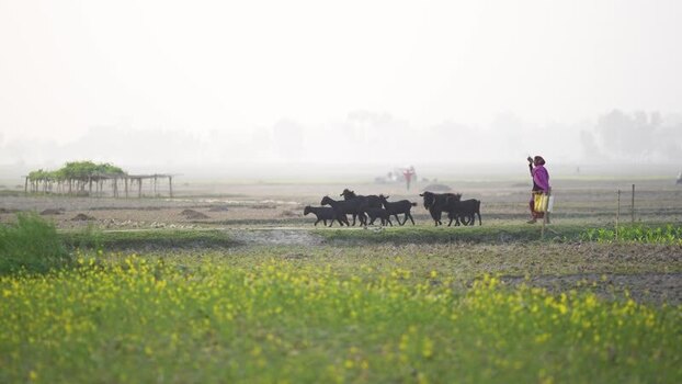 View of a woman herding black goats through a misty field Bangladesh.