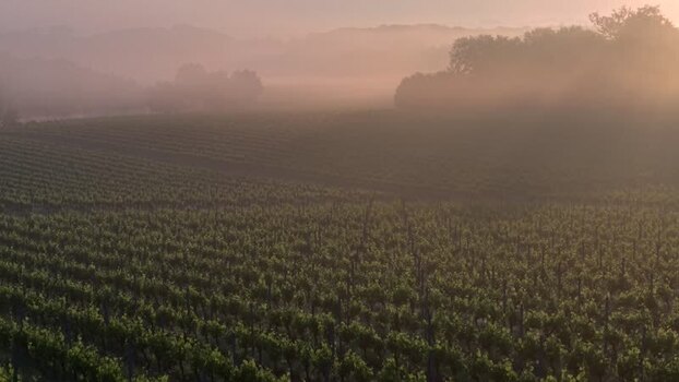 Aerial view of vineyards in the morning mist in Targon France. Aerial view of vineyards in the morning mist in Targon France.