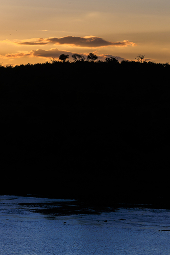 View of the silhouetted horizon of Kruger National Park with trees against a golden sunset sky reflecting on the water in Skukuza Mpumalanga South Africa. View of the silhouetted horizon of Kruger National Park with trees against a golden sunset sky reflecting on the water in Skukuza Mpumalanga South Africa.