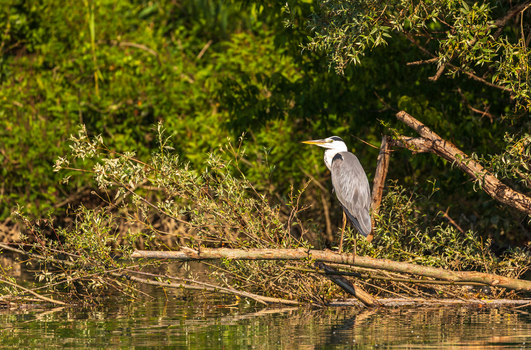 View of a grey heron perched on a fallen branch over the water of Skadar Lake with lush green vegetation in the background Virpazar Bar Municipality Montenegro. View of a grey heron perched on a fallen branch over the water of Skadar Lake with lush green vegetation in the background Virpazar Bar Municipality Montenegro.
