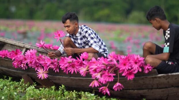 View of men harvesting pink water lilies in a wooden boat Bangladesh. View of men harvesting pink water lilies in a wooden boat Bangladesh.
