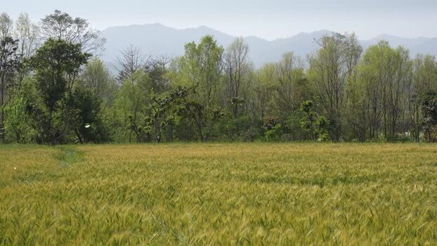 View of a golden wheat field with trees and mountains Nepal.