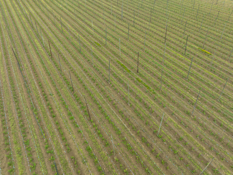 Aerial view of a hop field with rows of wooden poles and young green plants in Aiglsbach Bavaria Germany.