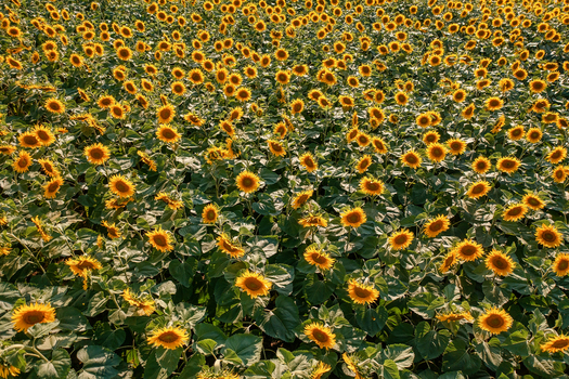 Aerial view of a golden sea of sunflowers stretching to the horizon under a bright sky Chyhyryns kyi district Cherkasy Oblast Ukraine.
