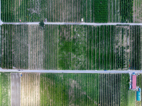 Aerial view of agricultural fields and orchards with neat rows of crops and rural roads in the Rhone valley in Riddes Valais Switzerland. Aerial view of agricultural fields and orchards with neat rows of crops and rural roads in the Rhone valley in Riddes Valais Switzerland.