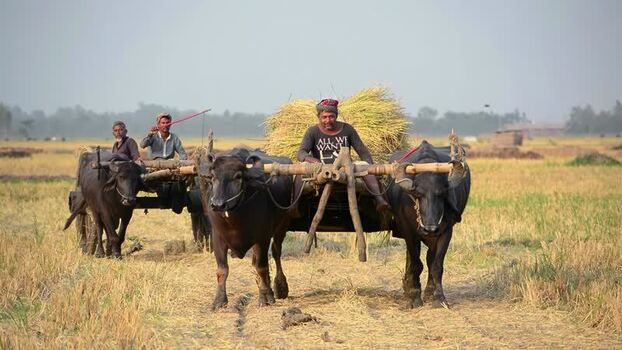 View of farmers on buffalo carts in a rural field Bangladesh. View of farmers on buffalo carts in a rural field Bangladesh.