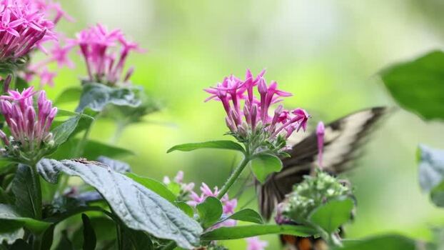 View of pink flowers and a butterfly in Hunawihr France.