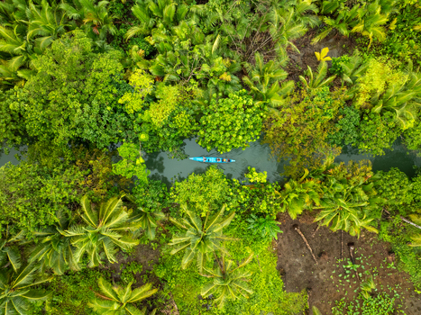 Aerial view of a small boat navigating the lush Coconut river surrounded by dense tropical palm trees and vibrant green foliage in Siargao Philippines. Aerial view of a small boat navigating the lush Coconut river surrounded by dense tropical palm trees and vibrant green foliage in Siargao Philippines.