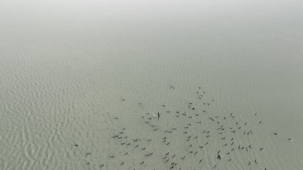 Aerial view of birds on the river in Rajbari Bangladesh. Aerial view of birds on the river in Rajbari Bangladesh.
