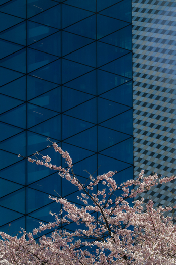 View of blooming cherry blossoms in front of a modern glass skyscraper with a geometric triangular facade in Vilnius Vilnius County Lithuania. View of blooming cherry blossoms in front of a modern glass skyscraper with a geometric triangular facade in Vilnius Vilnius County Lithuania.