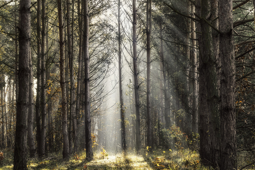 View of sunlight rays filtering through tall pine trees in a dense forest Tarnobrzeg Podkarpackie Poland.