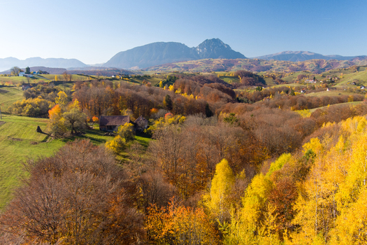 Aerial view of the rolling Carpathian mountains in autumn with vibrant yellow and orange foliage and a small rustic house nestled in the valley in Bran Brasov Romania. Aerial view of the rolling Carpathian mountains in autumn with vibrant yellow and orange foliage and a small rustic house nestled in the valley in Bran Brasov Romania.