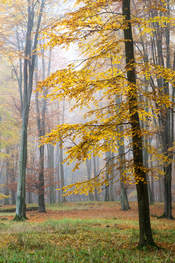 View of a misty autumn forest with vibrant yellow leaves on the trees and a carpet of fallen foliage on the ground in Debrzno Pomeranian Voivodeship Poland. View of a misty autumn forest with vibrant yellow leaves on the trees and a carpet of fallen foliage on the ground in Debrzno Pomeranian Voivodeship Poland.