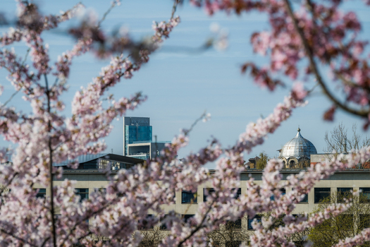View of blooming cherry blossoms framing the city skyline with modern buildings and a historic dome under a clear blue sky in Vilnius Vilnius County Lithuania. View of blooming cherry blossoms framing the city skyline with modern buildings and a historic dome under a clear blue sky in Vilnius Vilnius County Lithuania.