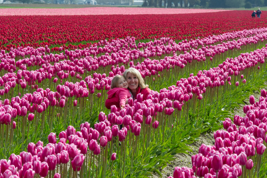 View of a woman and a young girl sitting amidst vibrant pink and red tulips in a field in La Conner Washington United States.