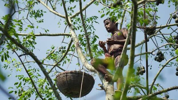 View of a man harvesting fruit in a tree in Bangladesh. View of a man harvesting fruit in a tree in Bangladesh.