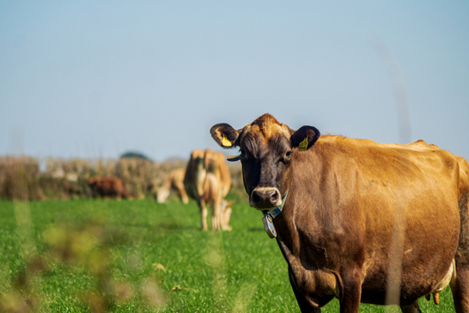 View of a brown cow standing in a lush green pasture on a sunny day in Looe Cornwall United Kingdom. View of a brown cow standing in a lush green pasture on a sunny day in Looe Cornwall United Kingdom.