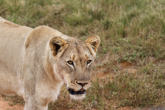 View of a lioness walking through the dry savanna at Welgevonden Game Reserve Waterberg District Municipality Limpopo South Africa.