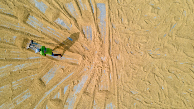 Aerial view of a farmer spreading harvested rice grain to dry on a concrete floor in Baturaden Central Java Indonesia.
