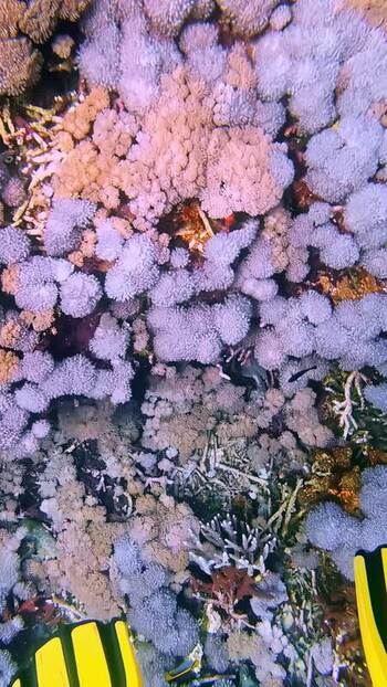 View of coral reef in Bali Indonesia. View of coral reef in Bali Indonesia.