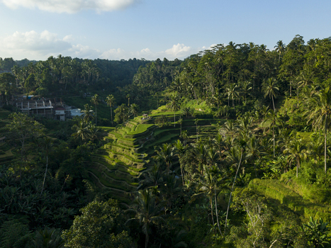 Aerial view of Tegallalang Rice Terrace with lush green rice paddies palm trees and dense tropical forest under bright sunlight in Kecamatan Tegallalang Bali Indonesia. Aerial view of Tegallalang Rice Terrace with lush green rice paddies palm trees and dense tropical forest under bright sunlight in Kecamatan Tegallalang Bali Indonesia.