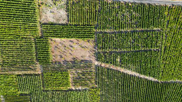 Aerial view of lush green vineyards with geometric rows and patches of earth Leytron Valais Switzerland. Aerial view of lush green vineyards with geometric rows and patches of earth Leytron Valais Switzerland.