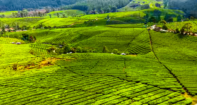 Aerial view of Kebun Teh Riung Gunung tea plantation featuring rolling hills neatly terraced rows of tea bushes and a winding road in Kecamatan Pangalengan Jawa Barat Indonesia.