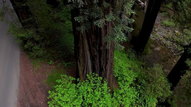 Aerial view of a massive redwood tree in a forest United States. Aerial view of a massive redwood tree in a forest United States.
