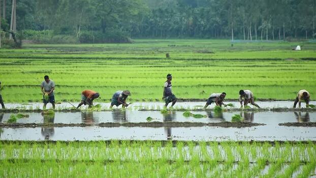 View of farmers planting rice in a flooded field Bangladesh. View of farmers planting rice in a flooded field Bangladesh.