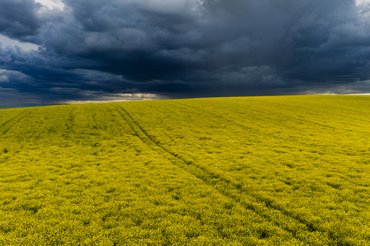 Aerial view of a vibrant yellow rapeseed field with visible tire tracks under a dramatic dark stormy sky in Nasedlovice South Moravian Region Czechia.