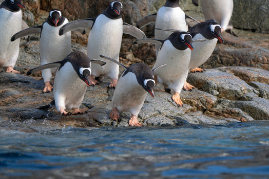 View of Gentoo penguins walking across rocky terrain and preparing to dive into the cold ocean water in Antarctica. View of Gentoo penguins walking across rocky terrain and preparing to dive into the cold ocean water in Antarctica.