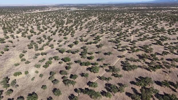 Aerial view of dehesa landscape in Valencia de Alcantara Spain.