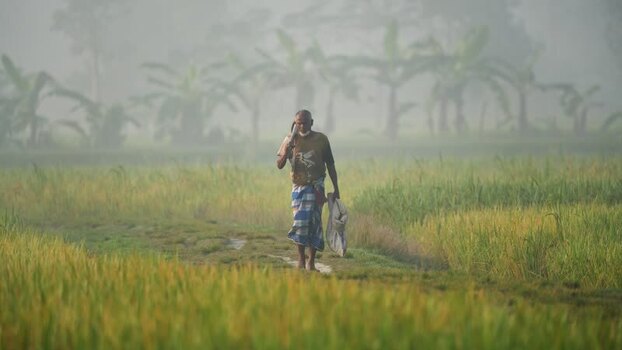 View of a farmer walking through a foggy rice field Bangladesh.