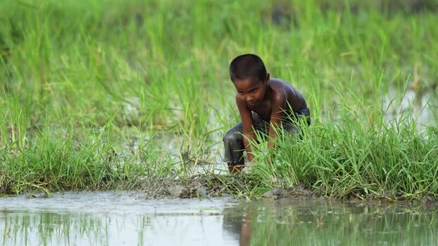 View of a young boy in a flooded rice paddy field Bangladesh.