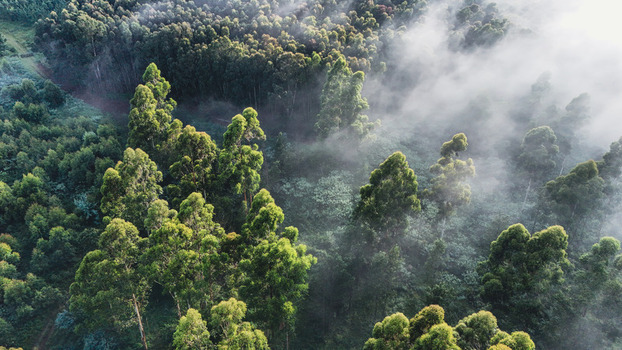 Aerial view of lush green forest canopy partially covered by thick morning mist and soft sunlight Garden Route District Municipality Western Cape South Africa.