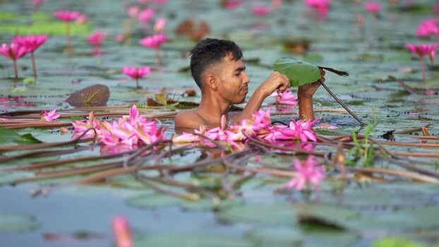 View of a man gathering pink water lilies in a pond Bangladesh. View of a man gathering pink water lilies in a pond Bangladesh.