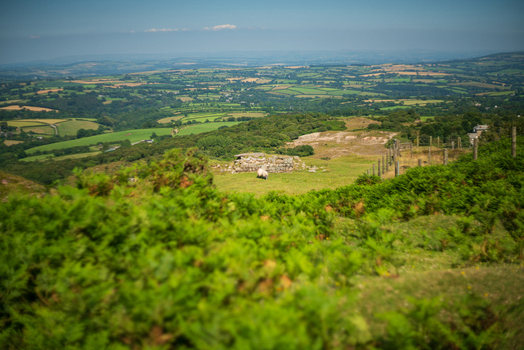 View of the Cheesewring landmark surrounded by rolling green hills and grazing sheep in the rural landscape of Minions Cornwall United Kingdom. View of the Cheesewring landmark surrounded by rolling green hills and grazing sheep in the rural landscape of Minions Cornwall United Kingdom.