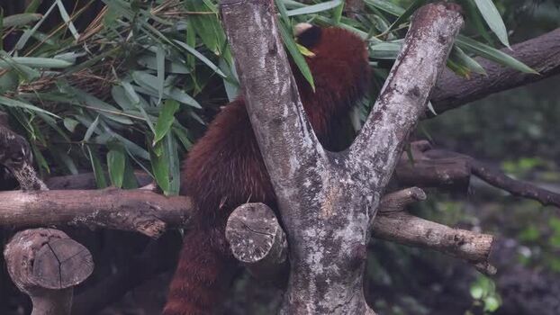 View of red panda eating bamboo in Chengdu China. View of red panda eating bamboo in Chengdu China.