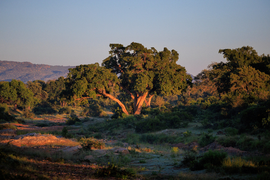 View of a large green tree standing in the savanna landscape of Kruger National Park during golden hour with hills in the background Skukuza Mpumalanga South Africa. View of a large green tree standing in the savanna landscape of Kruger National Park during golden hour with hills in the background Skukuza Mpumalanga South Africa.