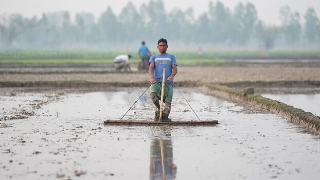View of a farmer leveling a rice field in Bogura Bangladesh. View of a farmer leveling a rice field in Bogura Bangladesh.