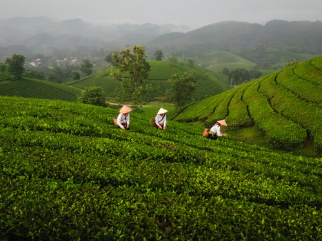 Aerial view of Long Coc Tea Hill with workers in conical hats harvesting tea leaves among the lush green terraced hills of Long Coc Phu Tho Vietnam.