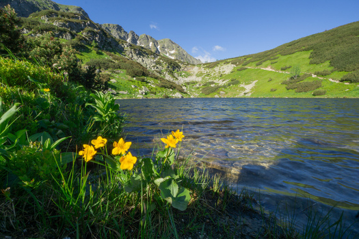 View of Rohacske plesa mountain lake with yellow wildflowers in the foreground and rocky peaks under a blue sky in Zuberec Zilina Region Slovakia. View of Rohacske plesa mountain lake with yellow wildflowers in the foreground and rocky peaks under a blue sky in Zuberec Zilina Region Slovakia.