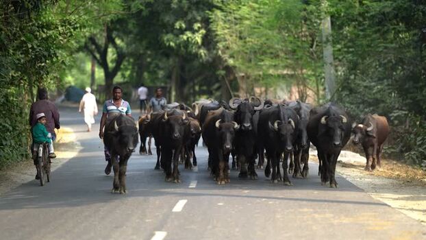 View of a herd of water buffaloes on a road in Bangladesh. View of a herd of water buffaloes on a road in Bangladesh.