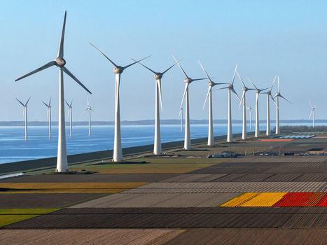 Aerial view of a row of modern wind turbines standing beside vibrant tulip fields and calm blue water in Netherlands.