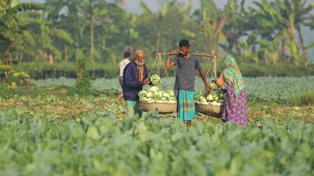 View of farmers harvesting cauliflower in Bogura Bangladesh. View of farmers harvesting cauliflower in Bogura Bangladesh.